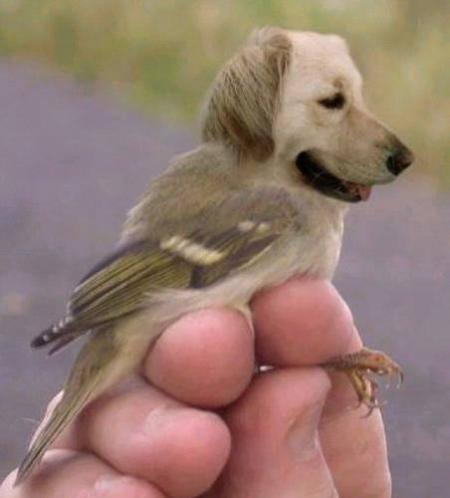 awwwwwwwwwaaaaaah..ach hada tir walakalb???